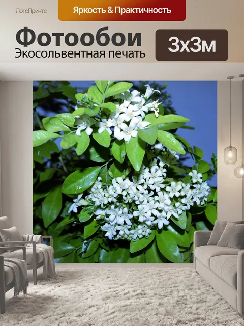 Фотообои Белые маленькие цветы 2