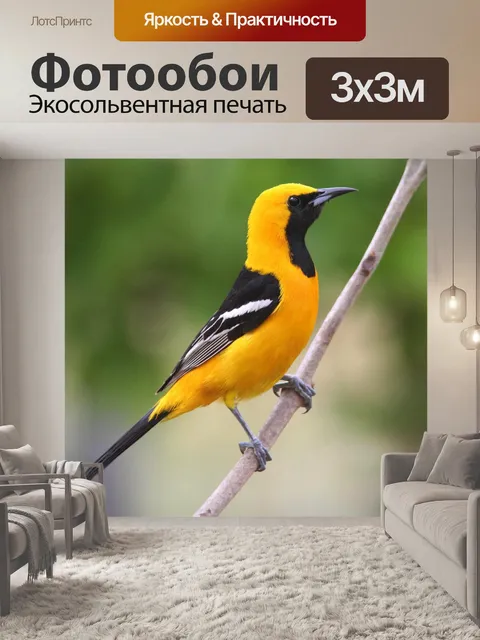Фотообои Иволга с капюшоном