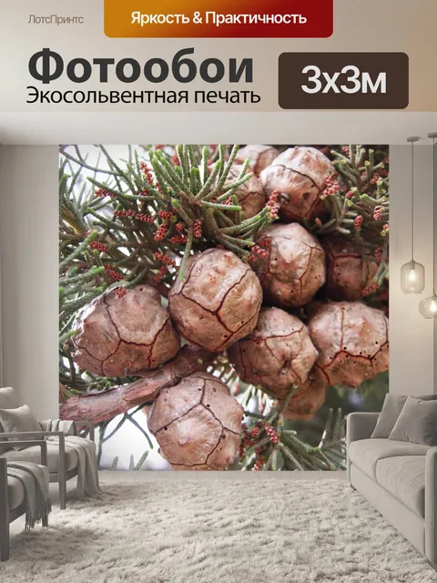 Фотообои Хвойные породы