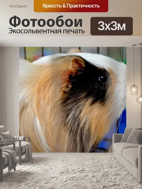 Фотообои Морская свинка