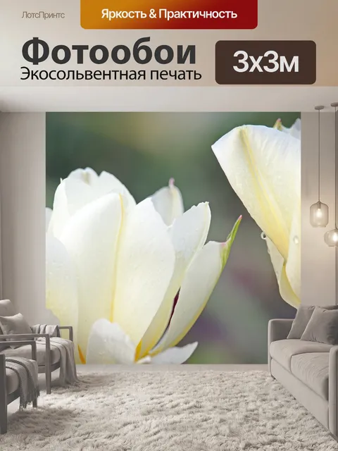 Фотообои Белые тюльпаны
