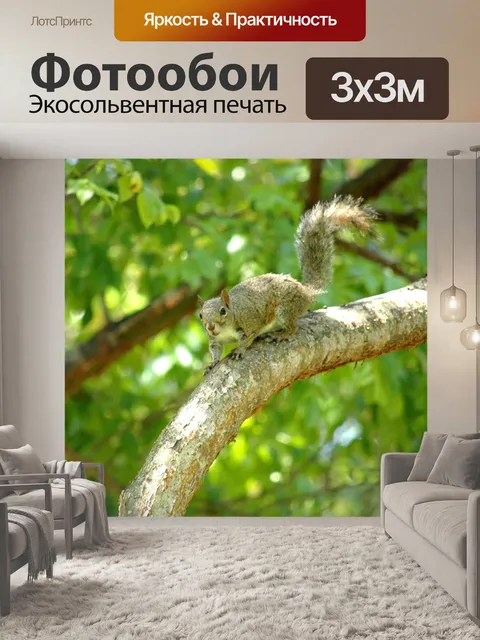 Фотообои Белка на ветке