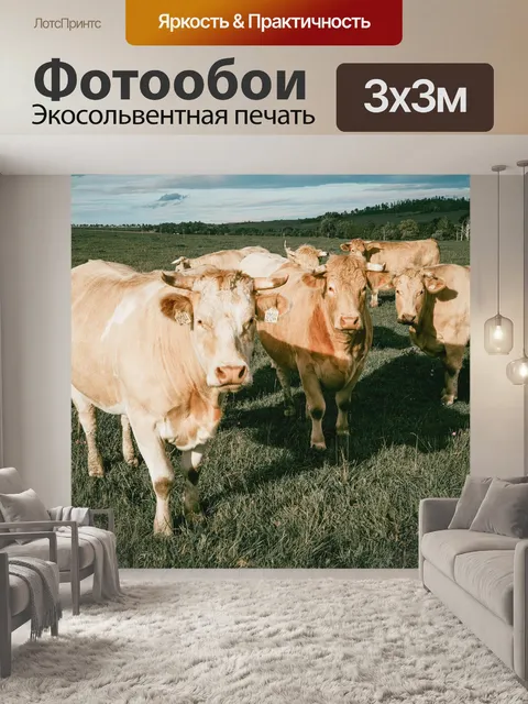Фотообои Стадо коров
