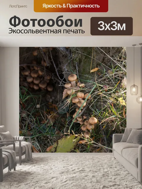 Фотообои Лес