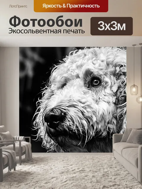 Фотообои Goldendoodle