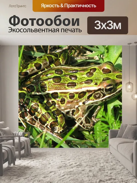 Фотообои Северная леопардовая лягушка