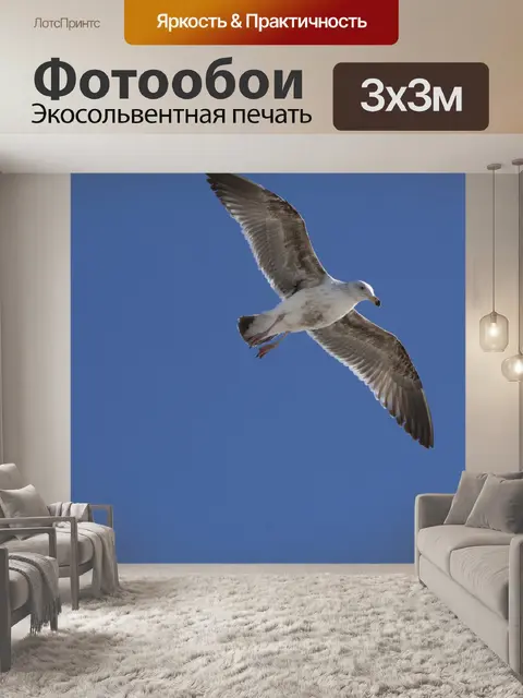 Фотообои Парящая чайка
