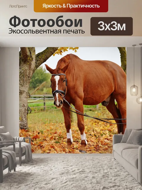 Фотообои Лошадь