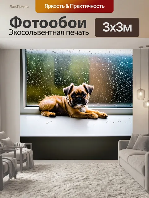 Фотообои изображение карликового гриффона брабантского, лежащего на подоконнике во время дождя