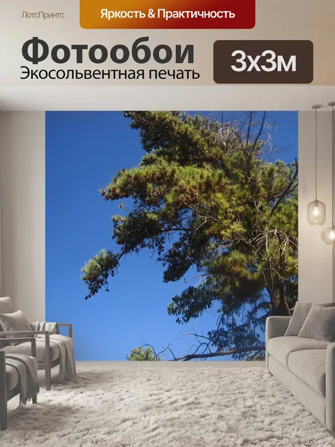 Фотообои сосна против голубого неба склоняется