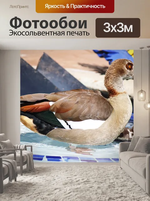 Фотообои египетский гусь в бассейне