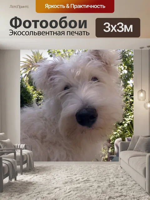 Фотообои Белый щенок собачки Скотти