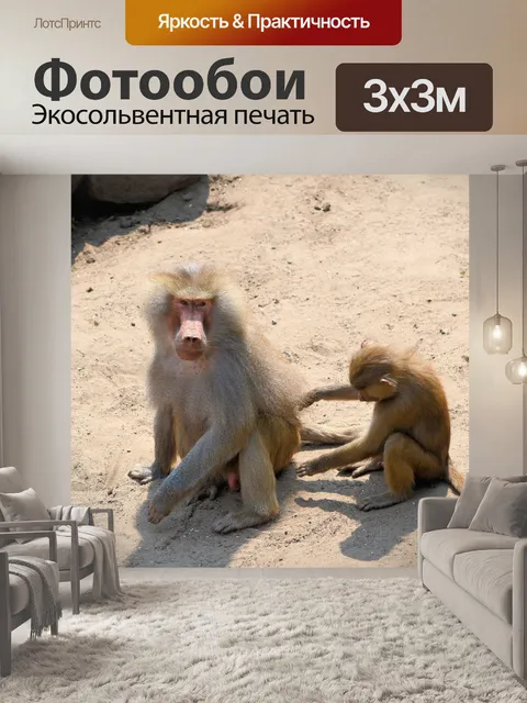 Фотообои Бабуин 8