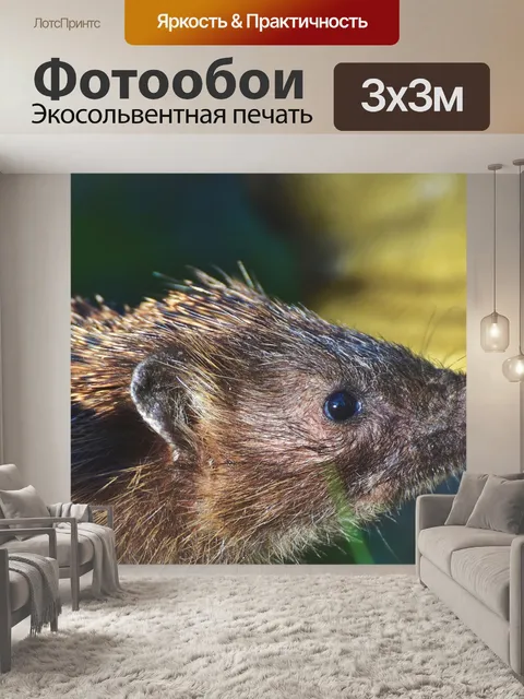 Фотообои Ежик