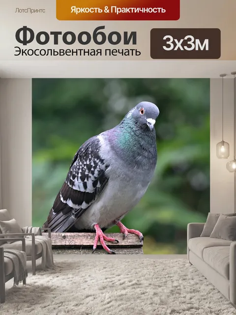 Фотообои Дикий голубь