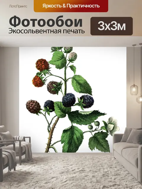 Фотообои Клипарт ежевика фрукты фрукты