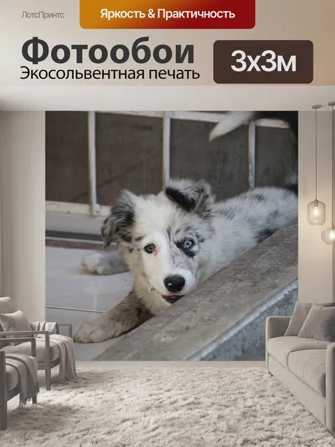 Фотообои Кошка