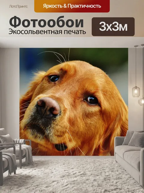Фотообои Ирландский сеттер