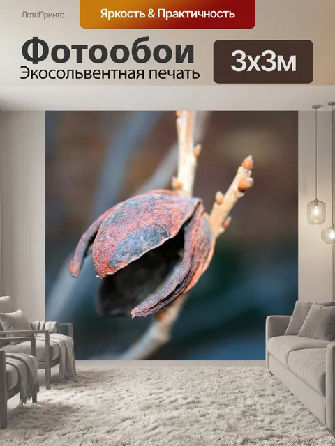 Фотообои пекан оболочки гайка