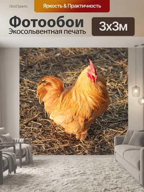 Фотообои Bantam Кочин петух