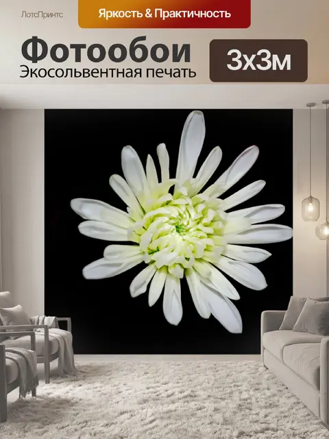 Фотообои Белый цветок на черном фоне
