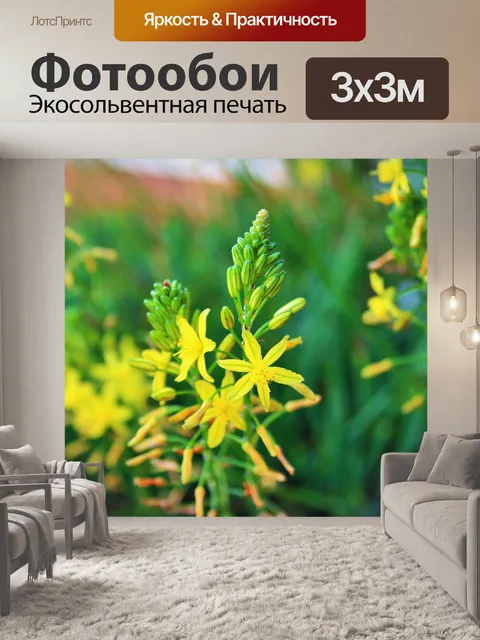 Фотообои Bulbinella цветок и бутоны
