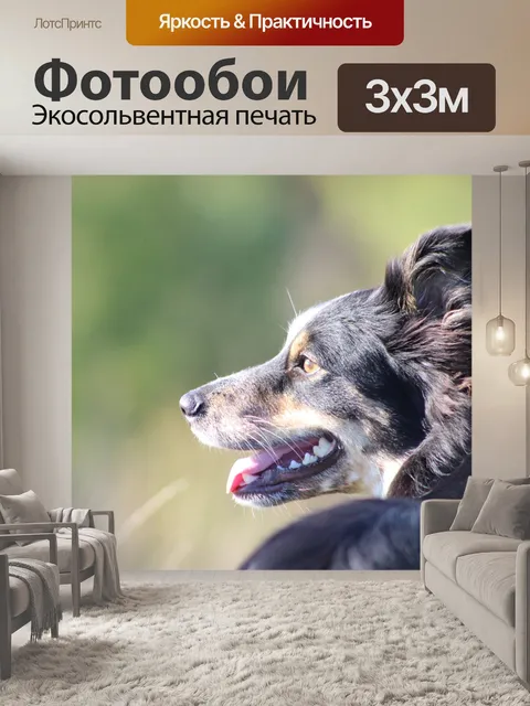Фотообои Бордер-колли
