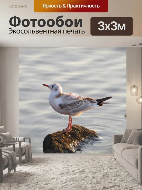 Фотообои Чайка