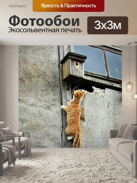 Фотообои Кот