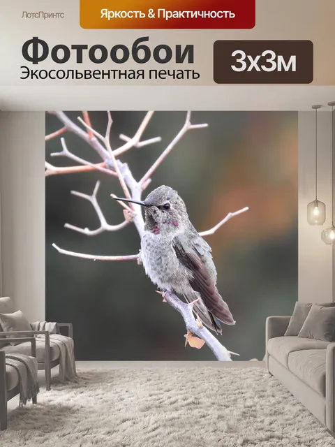 Фотообои Колибри