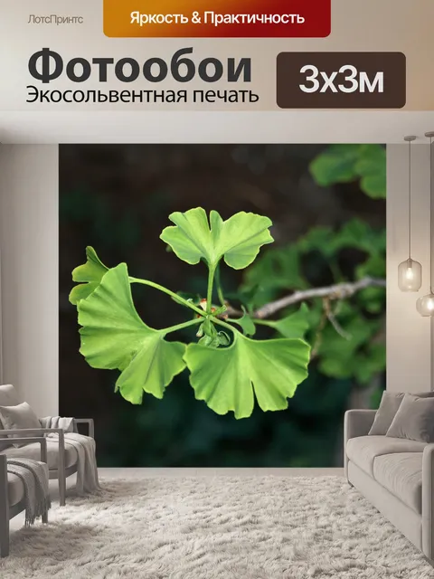 Фотообои Гинкго билоба листья