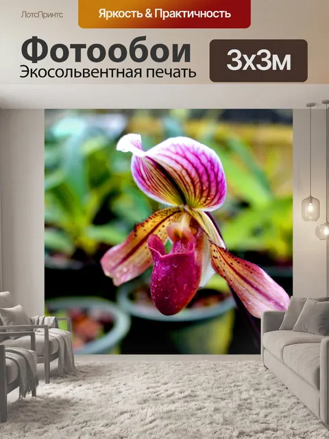 Фотообои Леди тапочка Орхидея Интанон Националь