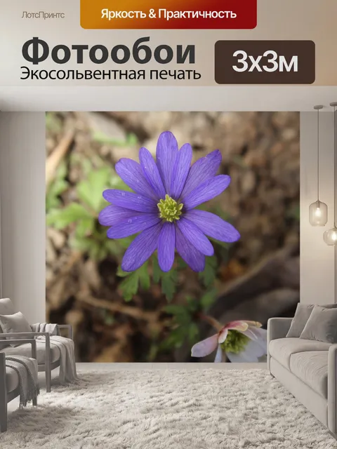 Фотообои анемон