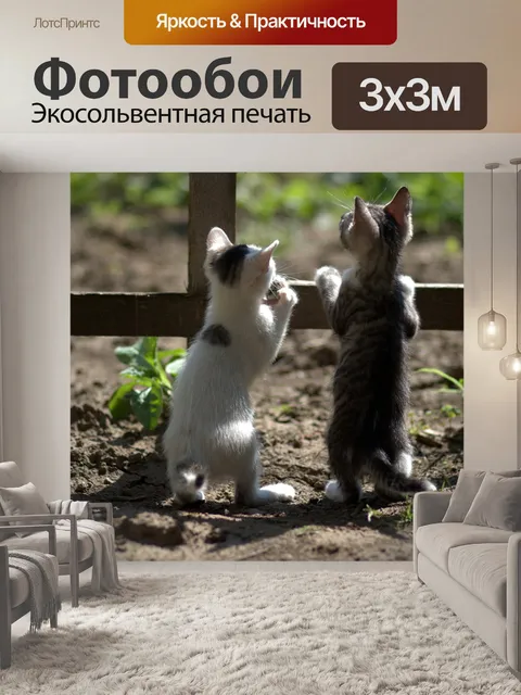 Фотообои Котенок