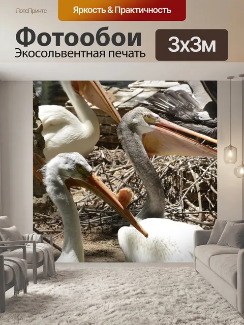 Фотообои Белые пеликаны