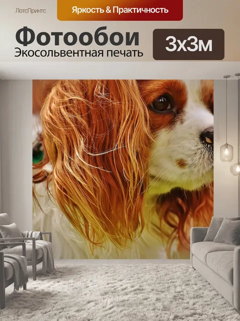 Фотообои Собака