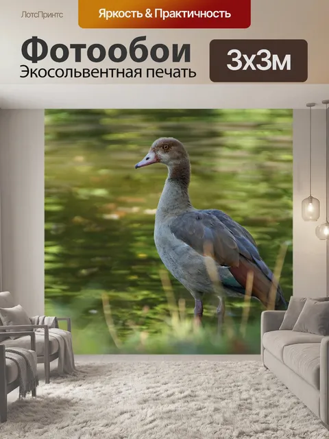 Фотообои Египетский гусь водяная