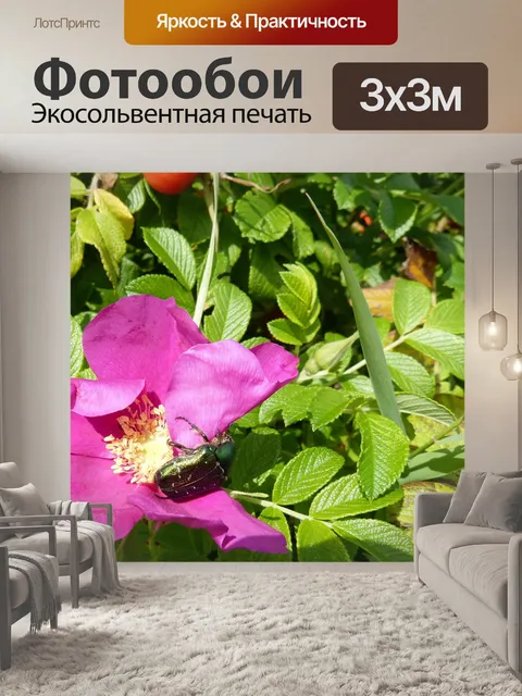 Фотообои Роза