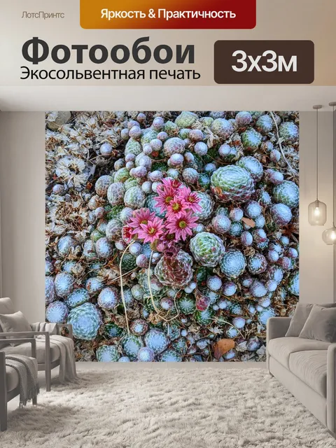 Фотообои Кактус