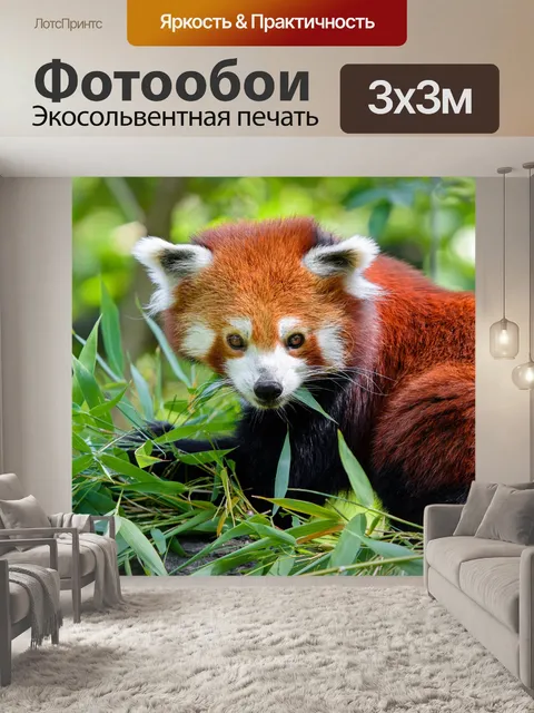 Фотообои Красная панда Ailurus fulgens