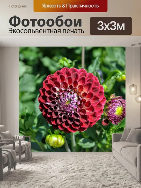 Фотообои Георгины