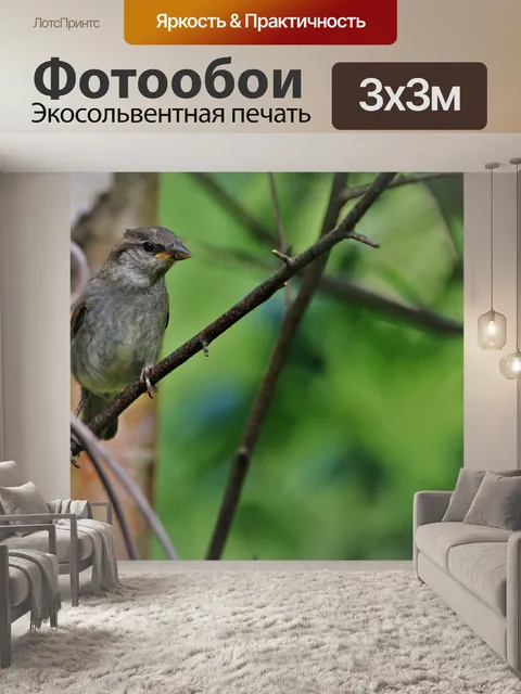 Фотообои Воробей