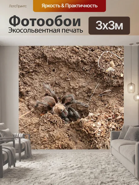 Фотообои Тарантул Паук у него - Нора