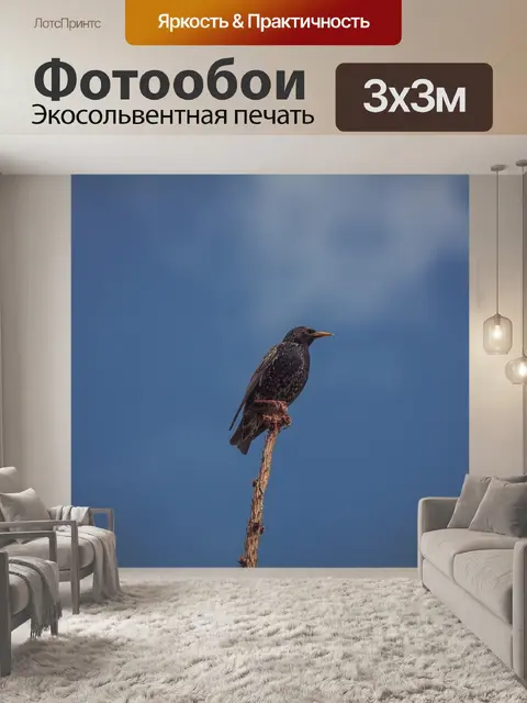 Фотообои Птица