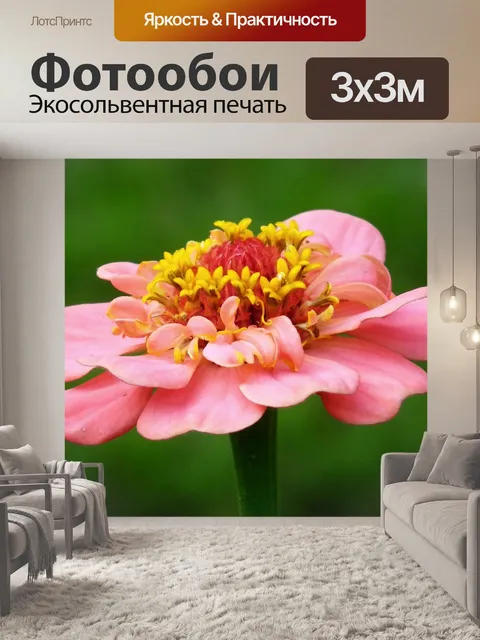 Фотообои Цинния