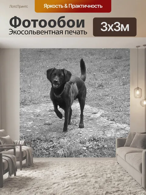 Фотообои Черный лабрадор собака