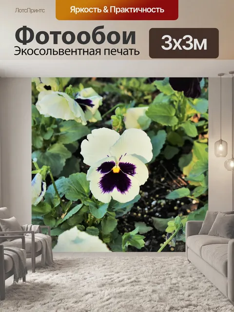 Фотообои Белая и фиолетовая анютины глазки