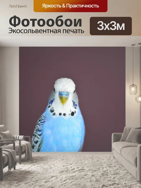 Фотообои Волнистый попугайчик