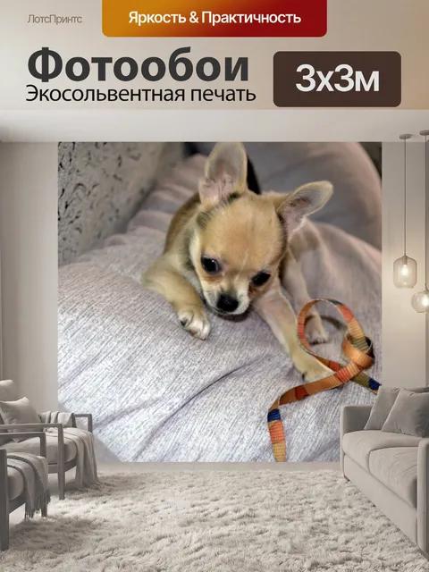 Фотообои Щенок Чихуахуа (E)