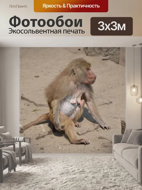 Фотообои Обезьяны, бабуины 06